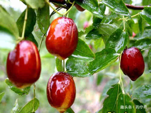 “一天三颗枣,医生不用找”,每日吃枣,到底