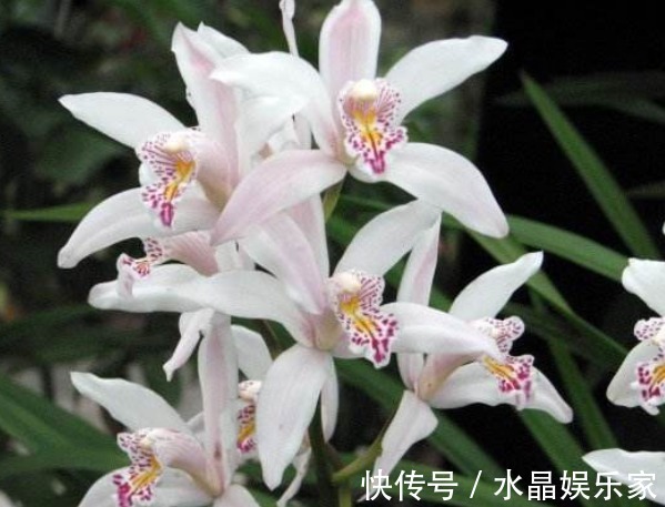 幽香#此花幽香淡雅,且风姿绰约以高洁清雅而著称,寓意为深深情意