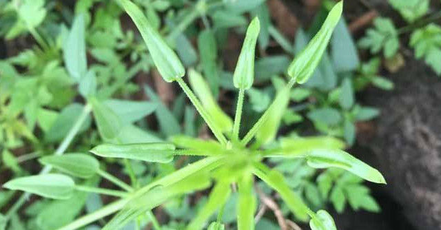 人人|农村人人厌恶的一种野草,碰到它便常被割伤,根部珍贵一定别拔除