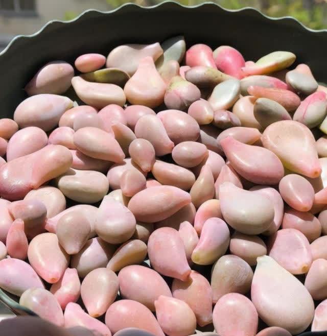 春季养多肉,撸叶片有3个“好处”,建议新手别闲着