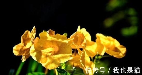 余生|从7月29日开始,彼岸花开,深情延续,牵手相伴,余生不分别