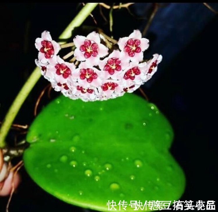 此5种植物，叶子“奇特”又漂亮，养在家里大气、又好看