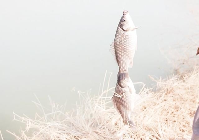 细节决定渔获，蓝鲫钓效差，是因为你没注意这些