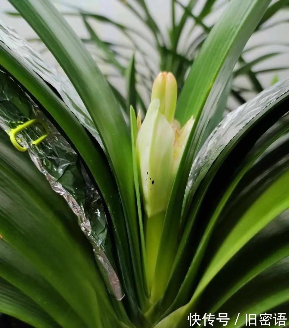 君子兰叶子不整齐，做好3步，侧看成线，正看如折扇！