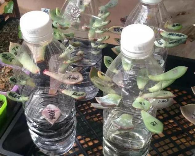 摘叶|总下雨，露天盆栽的多肉穿裙子了，砍头摘叶，扦插育苗可好？