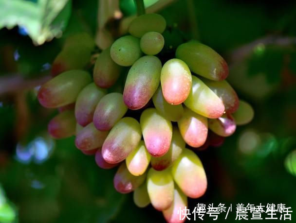 食物|皱纹“最怕”的几种食物, 女人要常吃, 每一口都是满满的胶原蛋白