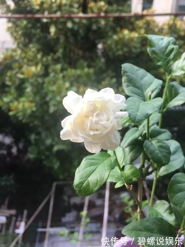 2种花“病菌”不喜欢，养1盆身体好，开花后满屋清香！