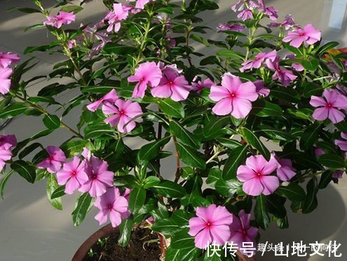 居家养花总是养不好学会这三个小技巧,轻松花开爆满盆
