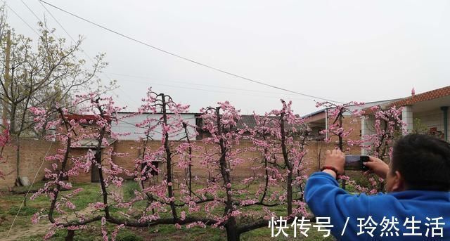 老人|84岁老人家里一棵桃树上长出了13株桃树,开花似“孔雀开屏”