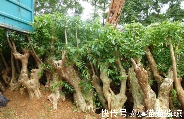 小知识|野生下山桩，挖掘时需注意几个事项，方可确保成活，不会就别挖！