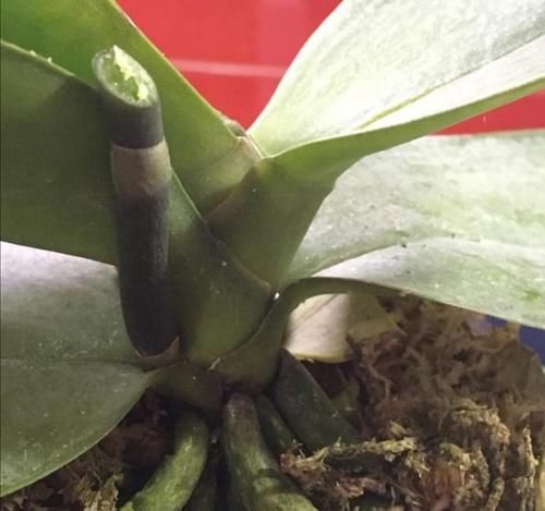 蝴蝶兰开完花不要扔，这样处理一下，还能再次开花