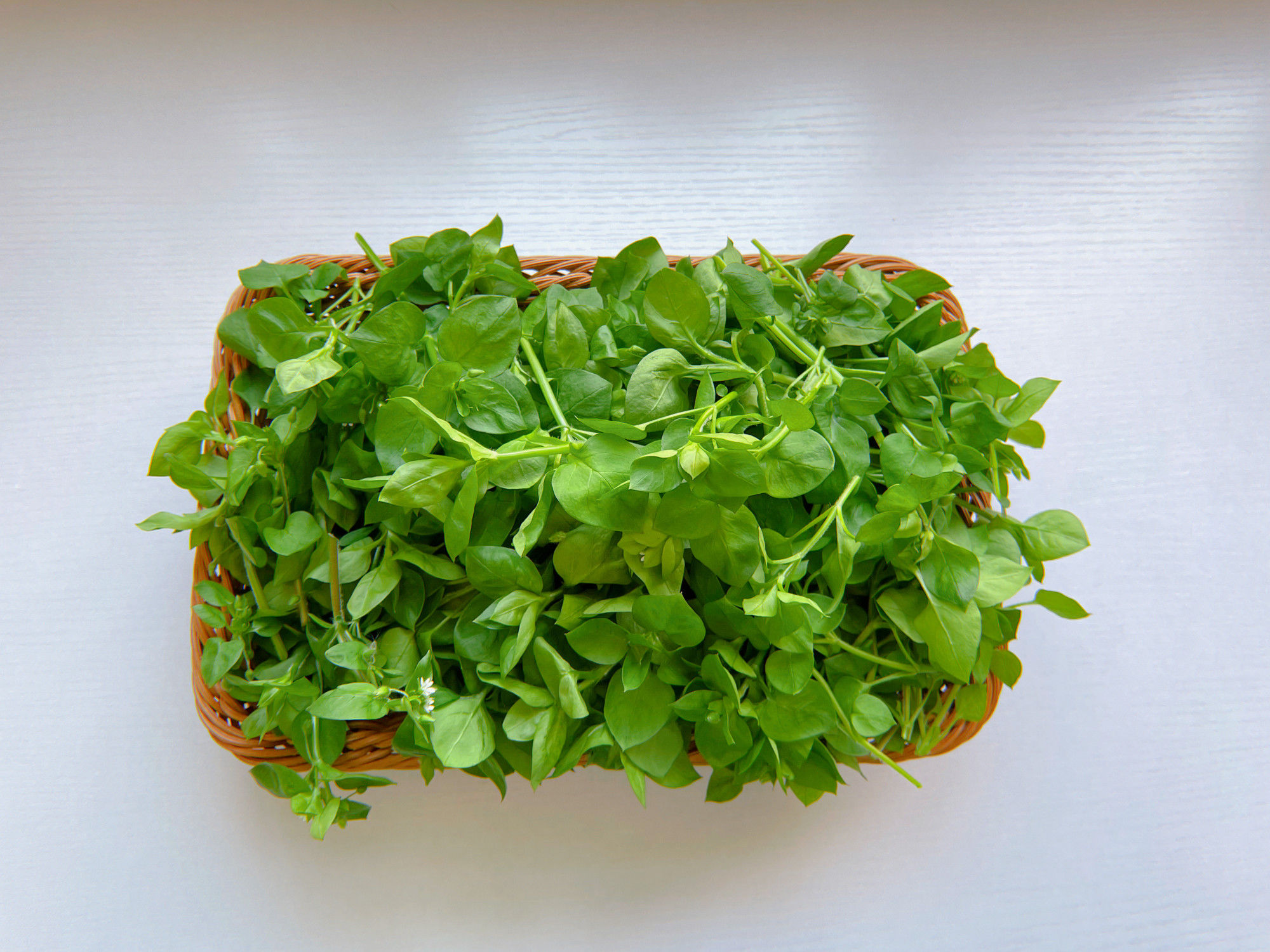 农村地里常见的一种野菜，新鲜翠绿，和鸡蛋炒一炒，营养又美味！