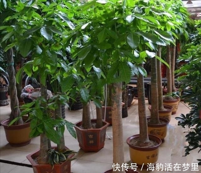 金钱树|春节什么花值得买,6种寓意吉祥、财运亨通的花卉,新年养上一盆