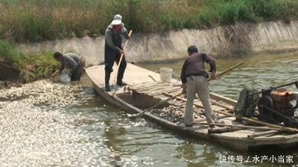 鱼药的正确使用方法，千万不要这样做，会伤整塘鱼！