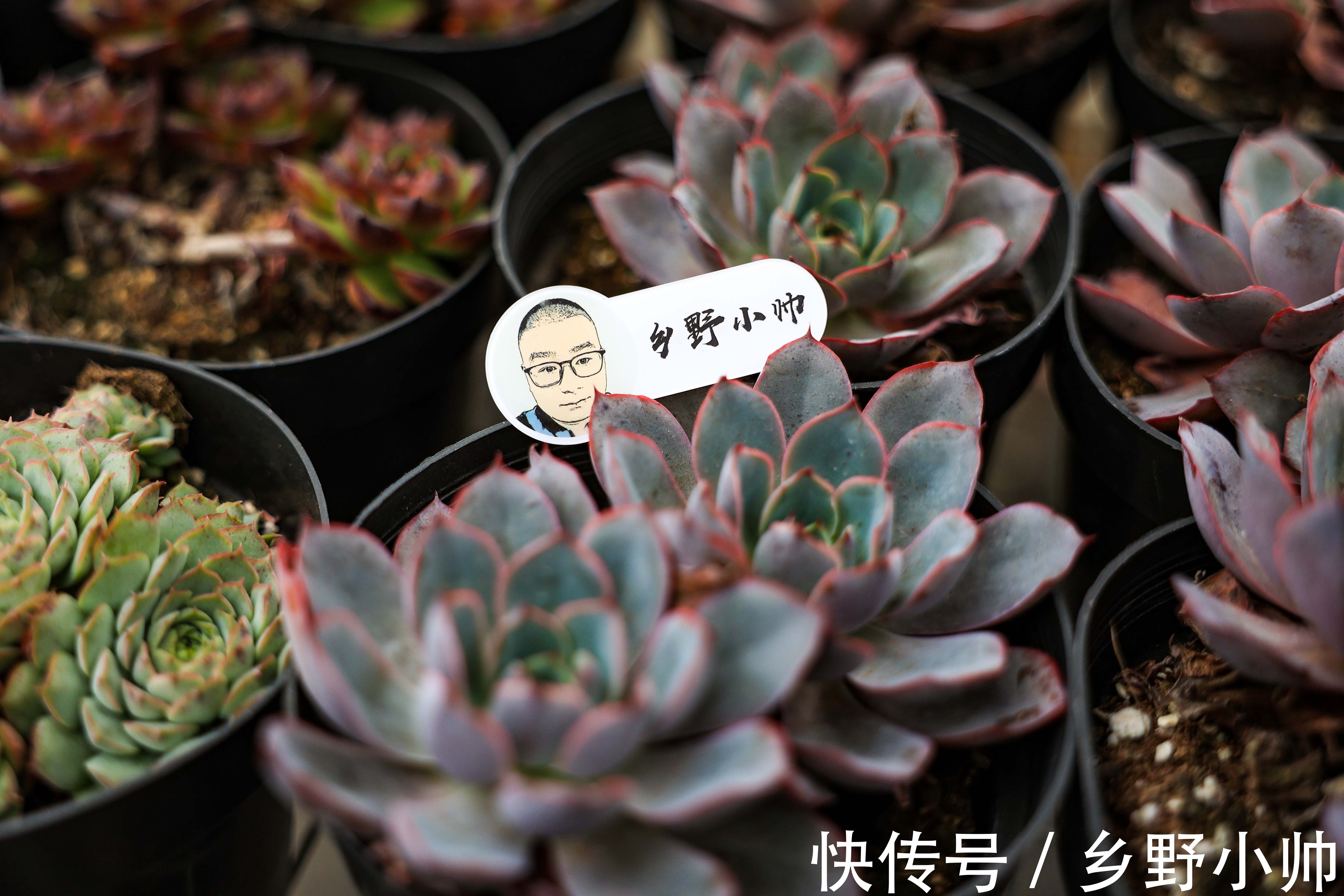 景天科|玉如意、赫拉,一看就贵气满满的多肉,皮实好养,好奇心满满