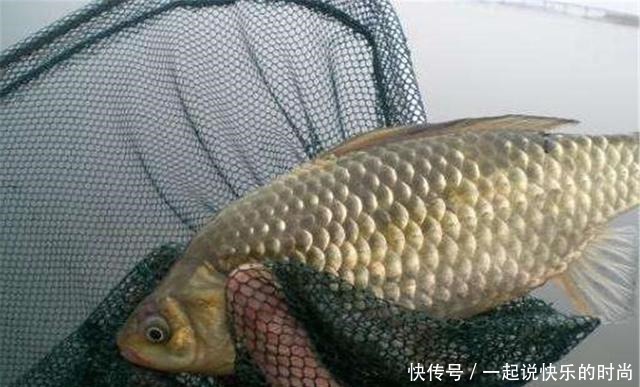 配方|秋冬想钓大鲫鱼,没有给力的窝料怎么行,这个配方有奇效,别错过