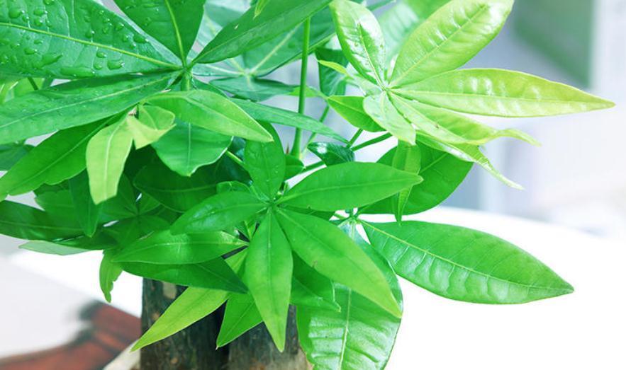 财树|冬季养护发财树,掌握越冬“4要素”,抗寒性增强,减少伤亡