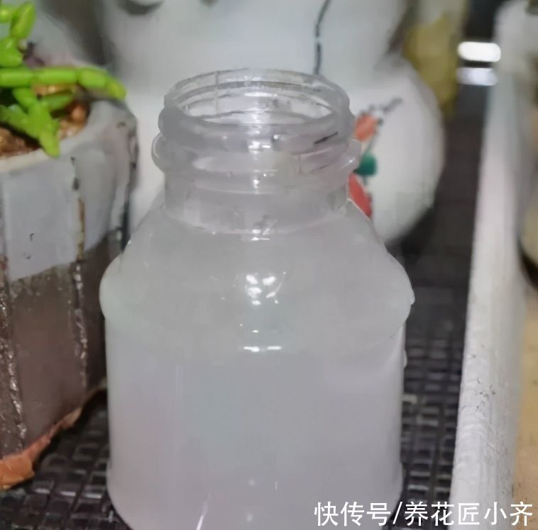 烂根|长寿花夏季容易烂根黑腐，浇水加点“粉末”，远离黑腐，安全度夏