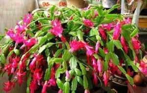 夏天养“蟹爪兰”4秘诀,叶片肥厚蹭蹭长,到了秋季就开花,管用