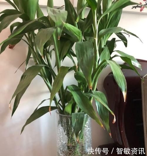家中无法养这三类绿植,白送都不要,危害很大不建议养