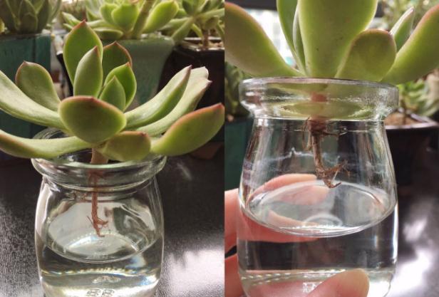 多肉发根有三招，土培水培和空气发根，土壤才是多肉生长的基源