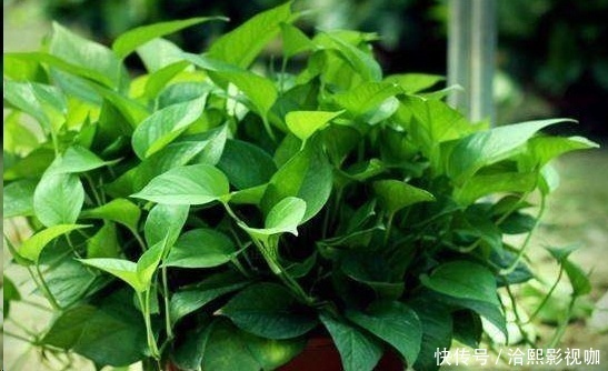 几种花最适合懒人养，勤快人养不过三个月就死！