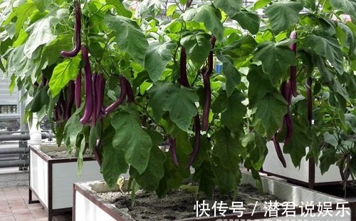 油菜|秋天也能种点小菜,撒把种子,一茬一茬割不完!