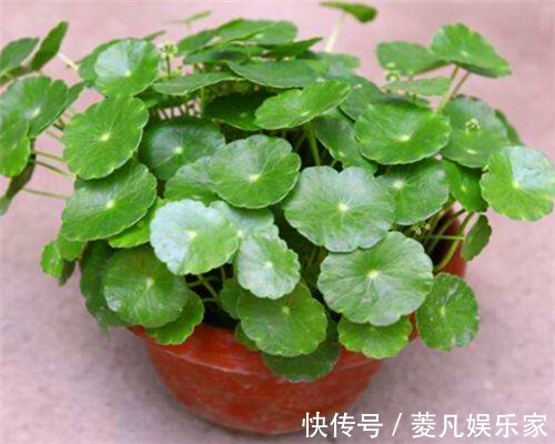 妙招|铜钱草叶子不圆润教你养护铜钱草的3个妙招,叶子爆盆还美观