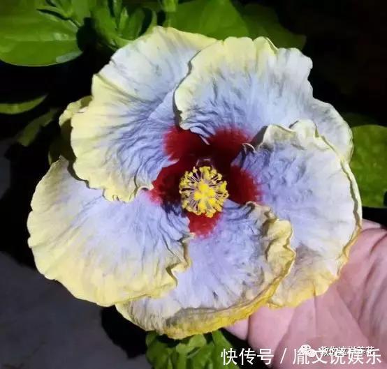 种花|1种花一开就是300多天，好养又漂亮，新手懒人都能养！