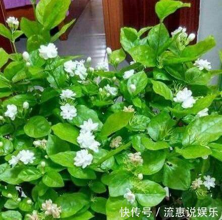 矮化茉莉的手法，只需这里“剪一下”，植株矮壮，发满“花芽”