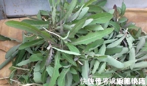 曲曲菜|它极为珍贵，钙锌含量是菠菜的5倍，路边常见却不受重视，可惜了