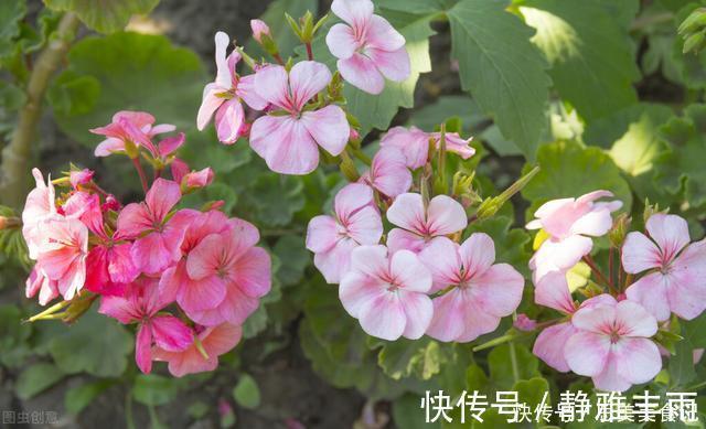 新枝|她家只养一种花，一年四季有花赏，原因是做好了四件事