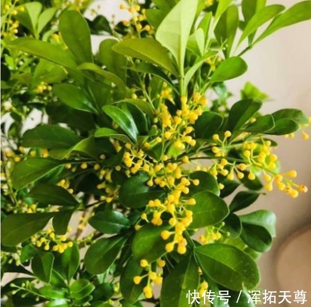 米兰花|4种花好养易活，旺财又养人，花朵迷人，阵阵花香