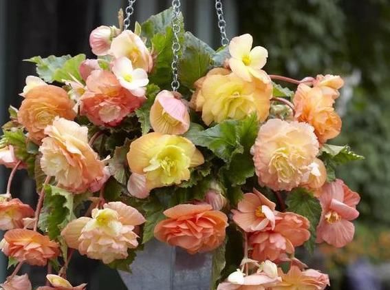 养这花就能把牡丹、茶花和三朵玫瑰的美丽结合在一起