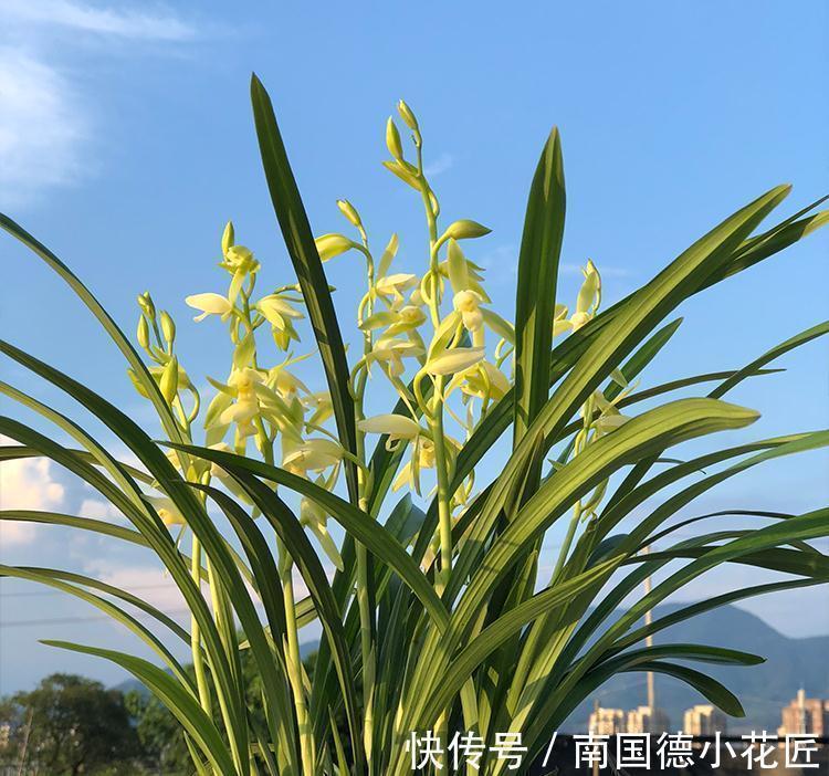 花香|此种兰花怎么看都美,比白菜便宜,花香四溢,勤花勤草好养活