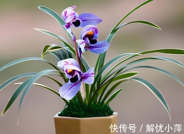 兰香|此兰,犹如“仙境”之花,花开荷瓣,兰香扑鼻,叶带金边,还好养