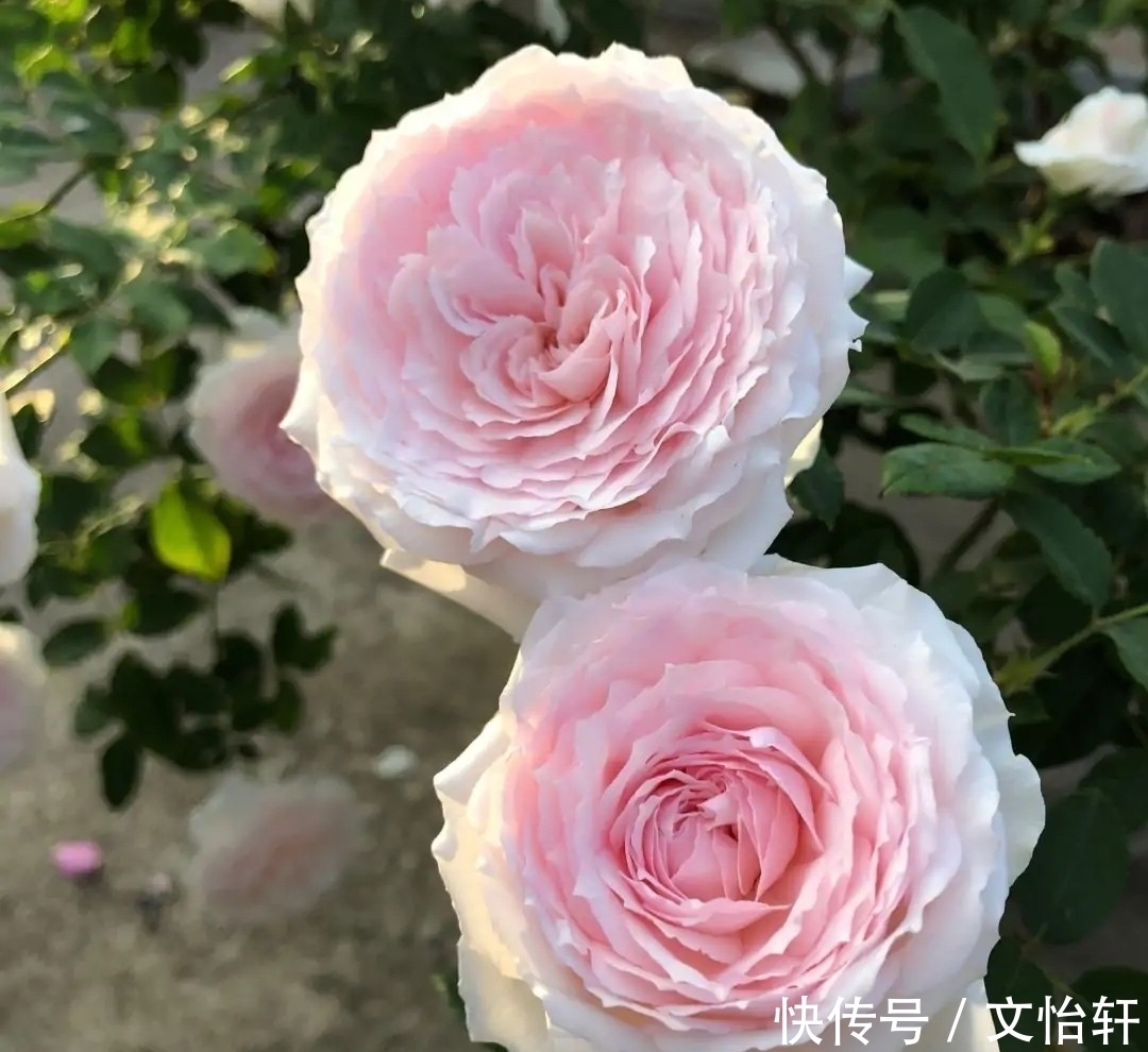 品种|100个月季品种,千姿百态,每个都很漂亮,图名并茂,值得收藏