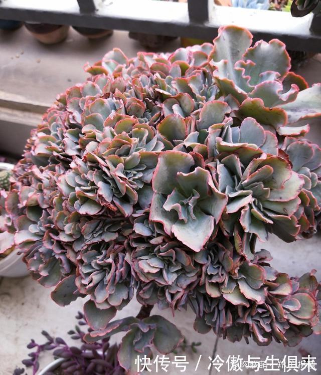 春天的包菜多肉有多美,梅雨季就有多像菜