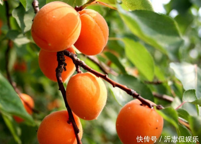 樹體|杏光澤肌膚、養(yǎng)顏美容，農(nóng)民種植掌握病害防治，收獲高產(chǎn)優(yōu)質(zhì)杏子