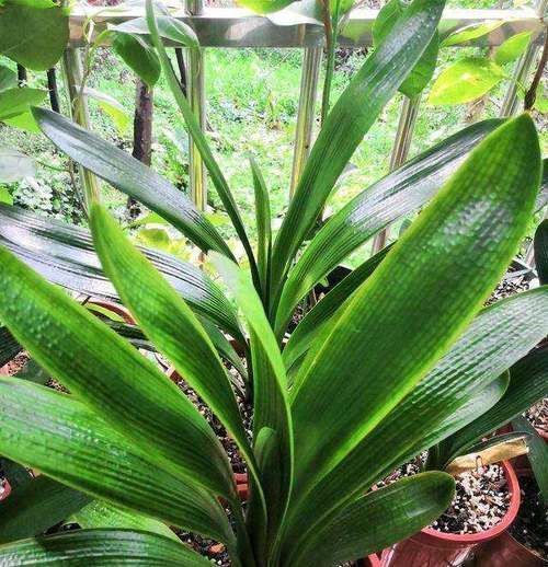 夏天浇花要注意，3种水扔了也别浇花，不然黄叶烂根，难过夏