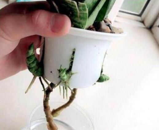 2种植物长得旺,2年不换盆,根系新芽“撑破”花盆