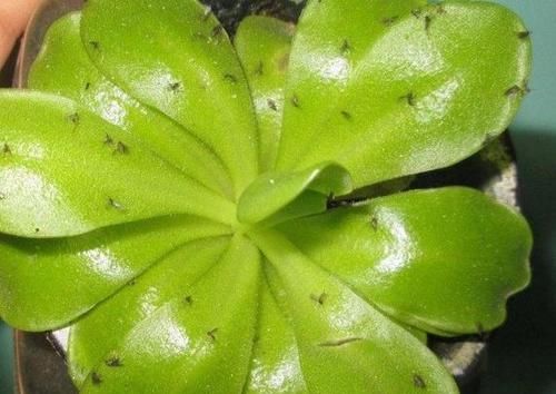  大蒜水|花盆有飞虫？盆内放上“3料”，花卉不生虫生长旺