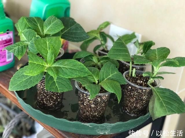 6月，最适合扦插的花，一插就活，大白根冒疯了