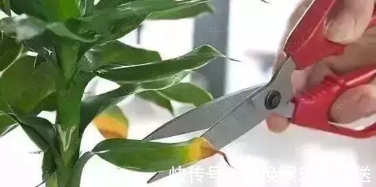 养花修剪“学问大”,老花匠教你怎么修剪,才能突突冒花!