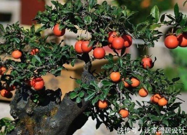 花期|4种花美的出奇,一个月不浇水都能长得好,开花不断!