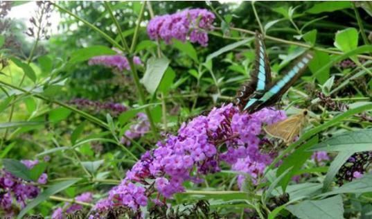 此野草能醉鱼,山上很多,已经被“禁用”,建议收藏