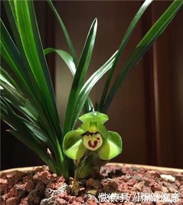 兰花“病央央”,教你几招,瞬间恢复生机,开花多多