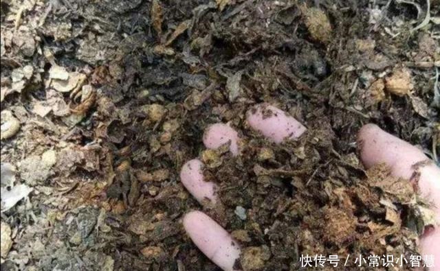 植株|在家制作营养土,加上3种“废弃物”,松软透气、营养成分多!