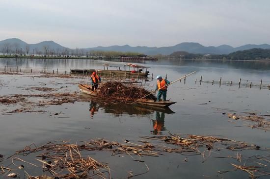 西湖残荷清理工作开始了