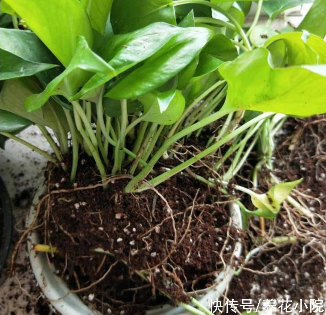 吊兰|家里养4种花，秋天给它换盆换土，才能长势更旺